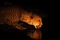 Guépard au point d'eau de nuit (Acinonix jubatus) - PN Kruger - Afrique du Sud 
 Guépard au point d'eau de nuit (Acinonix jubatus) - PN Kruger - Afrique du Sud 
 félins 
 fauves  