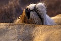 Lionnes ( Panthera leo) - PN Kruger - Afrique du Sud 
 lions 
 lionnes 
 fauves 
 félins  