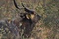 Nyala (Tragelaphus angasi) - PN Kruger - Afrique du Sud 
 Nyala 
 antilope  