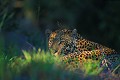 Léopard (Panthera pardus) - PN Kruger - Afrique du Sud; panthère; félins; fauves 
 Léopard (Panthera pardus) - PN Kruger - Afrique du Sud 
 panthère 
 félins 
 fauves  