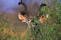 Grand koudou (Tragelaphus strepsiceros) - PN Kruger - Afrique du Sud; Antilopes 
 Grand koudou mâle (Tragelaphus strepsiceros) - PN Kruger - Afrique du Sud 
 Antilopes  