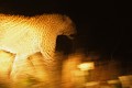 Léopard dans la nuit (Panthera pardus) - PN Kruger - Afrique du Sud; panthère; félins; fauves 
 Léopard dans la nuit (Panthera pardus) - PN Kruger - Afrique du Sud 
 panthère 
 félins 
 fauves  
