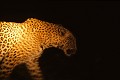 Léopard dans la nuit (Panthera pardus) - PN Kruger - Afrique du Sud; panthère; félins; fauves 
 Léopard dans la nuit (Panthera pardus) - PN Kruger - Afrique du Sud 
 panthère 
 félins 
 fauves  