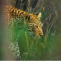Léopard en chasse (Panthera pardus) - PN Kruger - Afrique du Sud; panthère; félins; fauves 
 Léopard en chasse (Panthera pardus) - PN Kruger - Afrique du Sud 
 panthère 
 félins 
 fauves  