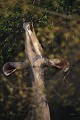 Grand koudou femelle (Tragelaphus strepsiceros) - PN Kruger - Afrique du Sud; Antilopes 
 Grand koudou femelle (Tragelaphus strepsiceros) - PN Kruger - Afrique du Sud 
 Antilopes  