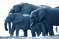 Eléphants ( Loxodonta africana) - PN Chobe - Botswana - Afrique ; pachidermes 
 Eléphants ( Loxodonta africana) - PN Chobe - Botswana - Afrique 
 pachidermes  