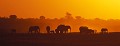 Eléphants ( Loxodonta africana) - PN Chobe - Botswana 
 Eléphants ( Loxodonta africana) - PN Chobe - Botswana  