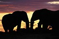 Eléphants ( Loxodonta africana) - PN Moremi - Okavango - Botswana - Afrique ; pachidermes 
 Eléphants ( Loxodonta africana) - PN Moremi - Okavango - Botswana - Afrique 
 pachidermes  