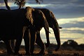 Eléphants ( Loxodonta africana) - PN Moremi - Savuti - Okavango - Botswana - Afrique ; pachidermes 
 Eléphants ( Loxodonta africana) - PN Moremi - Savuti - Okavango - Botswana - Afrique 
 pachidermes  