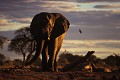 Eléphants ( Loxodonta africana) - PN Moremi - Savuti - Okavango - Botswana - Afrique ; pachidermes 
 Eléphants ( Loxodonta africana) - PN Moremi - Savuti - Okavango - Botswana - Afrique 
 pachidermes  