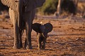 Eléphants ( Loxodonta africana) - Savuti - Botswana 
 Eléphants - Savuti - Botswana  