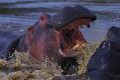 Hippopotame ( Hippopotamus amphibius) - PN Moremi - Okavango - Botswana - Afrique 
 Hippopotame ( Hippopotamus amphibius) - PN Moremi - Okavango - Botswana - Afrique  