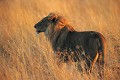 Lion (Panthera leo) - Kalahari - Botswana 
 Lion (Panthera leo) - Kalahari - Botswana  