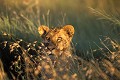 Lionne (Panthera leo) - PN de Moremi - Okavango - Botswana; lions; fauves; félins 
 Lionne (Panthera leo) - PN de Moremi - Okavango - Botswana 
 lions 
 fauves 
 félins  