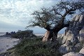 Baobabs et ilots de granite dans le Kalahari - Makgadikgadi pans - Botswana 
 Baobabs et ilots de granite dans le Kalahari - Makgadikgadi pans - Botswana  