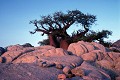 Baobab dans le Kalahari - Makgadikgadi pans - Botswana  