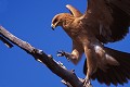Aigle ravisseur ( Aquila rapax)- PN chobe - Botswana; rapaces 
 Aigle ravisseur ( Aquila rapax)- PN chobe - Botswana 
 rapaces  