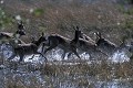 Cobes lechwe (Kobus leche smithemani) Okavango - Botswana; antilopes 
 Cobes lechwe (Kobus leche smithemani) Okavango - Botswana 
 antilopes  