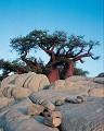 Baobab dans le Kalahari - Makgadikgadi pans - Botswana 
 Baobab 
 kalahari 
 Makgadikgadi pans - Botswana  