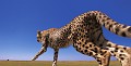 Guépards (Acinonyx jubatus) - Masaï Mara - Kenya; félins; fauves; prédateurs, carnassier 
 Guépards (Acinonyx jubatus) - Masaï Mara - Kenya 
 félins 
 fauves 
 prédateurs 
 carnassier  
