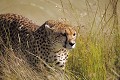 Guépard (Acinonyx jubatus) - Masaï Mara - Kenya; félins; fauves; prédateurs, carnassier 
 Guépard (Acinonyx jubatus) - Masaï Mara - Kenya 
 félins 
 fauves 
 prédateurs 
 carnassier  