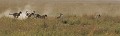 Guépards en chasse (Acinonyx jubatus) - Masaï Mara - Kenya; félins; fauves; prédateurs, carnassier 
 Guépards en chasse (Acinonyx jubatus) - Masaï Mara - Kenya 
 félins 
 fauves 
 prédateurs 
 carnassier  