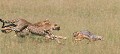 Guépards  chasse sur chacal (Acinonyx jubatus) - Masaï Mara - Kenya; félins; fauves; prédateurs, carnassier 
 Guépards 
 chasse sur chacal (Acinonyx jubatus) - Masaï Mara - Kenya 
 félins 
 fauves 
 prédateurs 
 carnassier  