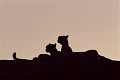 Guépards (Acinonyx jubatus) - Masaï Mara - Kenya; félins; fauves; prédateurs, carnassier 
 Guépards (Acinonyx jubatus) - Masaï Mara - Kenya 
 félins 
 fauves 
 prédateurs 
 carnassier  