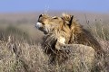 Lion (Panthera leo) - Masaï Mara - Kenya; félins; fauves; prédateurs, carnassier 
 Lion (Panthera leo) - Masaï Mara - Kenya 
 félins 
 fauves 
 prédateurs 
 carnassier  