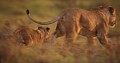 Lionne et lionceau (Panthera leo) - Masaï Mara - Kenya; félins; fauves; prédateurs, carnassier 
 Lionne et lionceau (Panthera leo) - Masaï Mara - Kenya 
 félins 
 fauves 
 prédateurs 
 carnassier  
