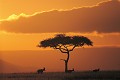 Topis (Damaliscus lunatus topi) soleil levant - Masaï Mara - Kenya; Antilopes 
 Topis (Damaliscus lunatus topi) soleil levant - Masaï Mara - Kenya 
 Antilopes  