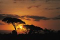 Lever de soleil sur le PN d'Amboseli - Kenya 
 Amboseli - Kenya  