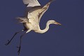 Grande aigrette (Egretta alba) - Lac Baringo - Kenya ; échassiers; héronidés 
 Grande aigrette (Egretta alba) - Lac Baringo - Kenya 
 échassiers 
 héronidés  