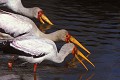 Tantale (Ibis ibis) - Masaï Mara - Kenya; échassiers 
 Tantale (Ibis ibis) - Masaï Mara - Kenya 
 échassiers  