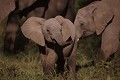 Eléphants (Loxodonta africana) - Masaï Mara - Kenya; pachidermes 
 Eléphants (Loxodonta africana) - Masaï Mara - Kenya 
 pachidermes  