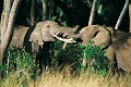 Eléphants (Loxodonta africana) - Masaï Mara - Kenya; pachidermes 
 Eléphants (Loxodonta africana) - Masaï Mara - Kenya 
 pachidermes  