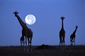 Girafes sous la lune (Giraffa camelopardalis) - Masaï Mara - Kenya; camélidés 
 Girafes (Giraffa camelopardalis) - Masaï Mara - Kenya 
 camélidés  