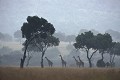 Girafes sous la pluie (Giraffa camelopardalis) - Masaï Mara - Kenya; camélidés 
 Girafes (Giraffa camelopardalis) - Masaï Mara - Kenya 
 camélidés  
