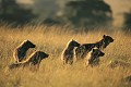 Hyènes tachetées (Crocuta crocuta) - Masaï Mara - Kenya; Carnassiers, carnivores, canidés 
 Hyènes tachetées (Crocuta crocuta) - Masaï Mara - Kenya 
 Carnassiers 
 carnivores 
 canidés  