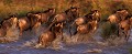 Gnous à queue noire (Connochaetes taurinus taurinus) - Masaï Mara - Kenya; antilopes 
 Gnous à queue noire (Connochaetes taurinus taurinus) - Masaï Mara - Kenya 
 antilopes  
