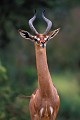 Guérénouk (Litocranius walleri) - Samburu - Kenya; antilopes 
 Guérénouk (Litocranius walleri) - Samburu - Kenya 
 antilopes  