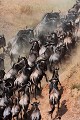 Migration des Gnous à queue noire (Connochaetes taurinus taurinus) - Masaï Mara - Kenya 
 Migration des Gnous à queue noire (Connochaetes taurinus taurinus) - Masaï Mara - Kenya  
