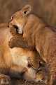 Lionne et lionceau (Panthera leo) - Masaï Mara - Kenya; félins; fauves; prédateurs; carnassier 
 Lionne et lionceau (Panthera leo) - Masaï Mara - Kenya 
 félins 
 fauves 
 prédateurs 
 carnassier  