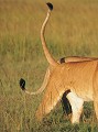 Lion et lionne accouplement (Panthera leo) - Masaï Mara - Kenya; félins; fauves; prédateurs; carnassiers 
 Lion et lionne accouplement (Panthera leo) - Masaï Mara - Kenya 
 félins 
 fauves 
 prédateurs 
 carnassiers  