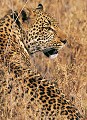 Léopard (Panthera pardus) - Masaï Mara - Kenya; félins; fauves; prédateurs; carnassiers 
 Léopard (Panthera pardus) - Masaï Mara - Kenya 
 félins 
 fauves 
 prédateurs 
 carnassiers  