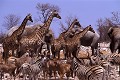 Groupe d'animaux sauvages au point d'eau - PN. d'Etocha - Namibie 
 Groupe d'animaux sauvages au point d'eau - PN. d'Etocha - Namibie  