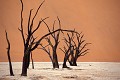 Désert du Namib (Dead Vleï ou Vallée de la mort)- Sossusvleï - Namibie 
 Désert du Namib (Dead Vleï ou Vallée de la mort)- Sossusvleï - Namibie  
