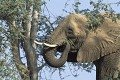 Eléphants du désert ( Loxodonta africana) - Hoanib - Namibie 
 Eléphants du désert - Hoanib - Namibie  