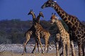 Girafes (Giraffa camelopardalis) - PN d'Etosha - Namibie 
 Girafes - PN d'Etosha - Namibie  