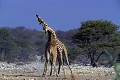 Girafes (Giraffa camelopardalis) - combat - PN d'Etosha - Namibie 
 Girafes - PN d'Etosha - Namibie  